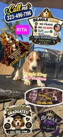 RITA, a female Beagle for sale in Downey, CA – 5 of 8