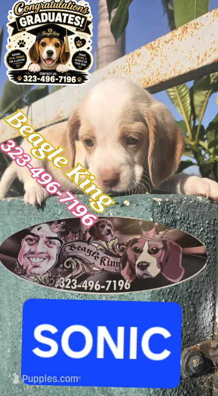 Sonic – Beagle puppy for sale in Downey, CA