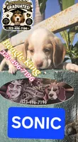 Sonic, a male Beagle for sale in Downey, CA – 1 of 5