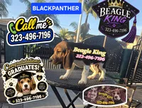 BLACK PANTHER, a female Beagle for sale in Downey, CA – 6 of 6