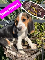 Sweetheart , a female Beagle for sale in Downey, CA – 5 of 8