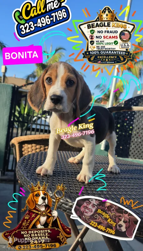 BONITA – Beagle puppy for sale in Downey, CA