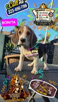 BONITA, a female Beagle for sale in Downey, CA – 1 of 2