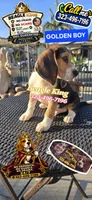 GOLDEN BOY, a male Beagle for sale in Downey, CA – 4 of 8