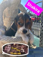 Shakira, a female Beagle for sale in Downey, CA – 2 of 6