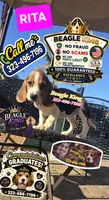 RITA, a female Beagle for sale in Downey, CA – 8 of 8