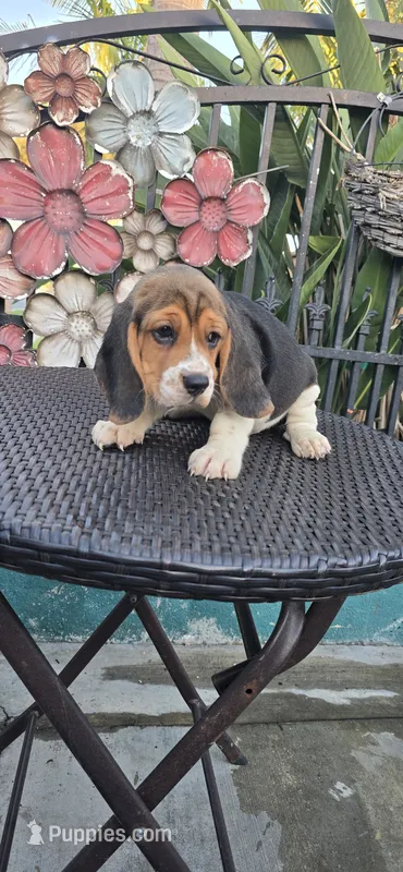 CHAPARRO – Beagle puppy for sale in Downey, CA