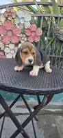 CHAPARRO, a male Beagle for sale in Downey, CA – 1 of 10