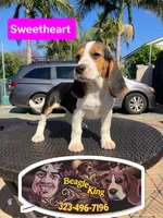 Sweetheart , a female Beagle for sale in Downey, CA – 3 of 8