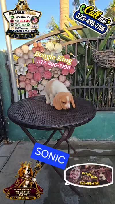Sonic, a male Beagle for sale in Downey, CA – 8 of 9