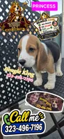 SNOOPY BOY, a male Beagle for sale in Downey, CA – 10 of 10