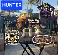 HUNTER, a female Beagle for sale in Downey, CA – 3 of 5