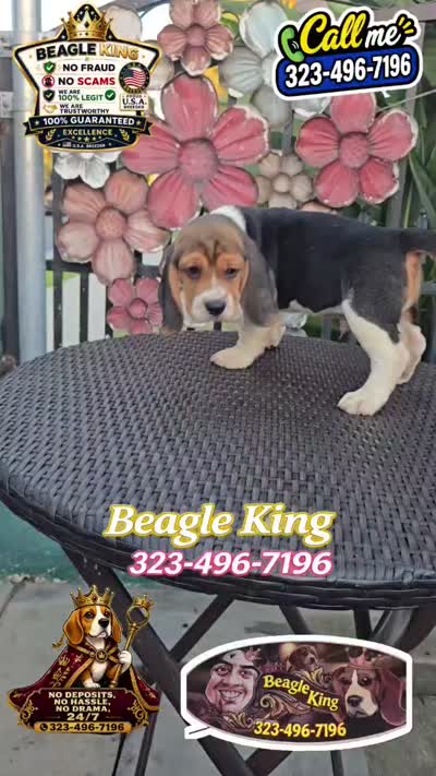 CHAPARRO, a male Beagle for sale in Downey, CA – 4 of 10