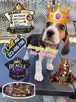 ZIMBA, a male Beagle for sale in Downey, CA – 3 of 6