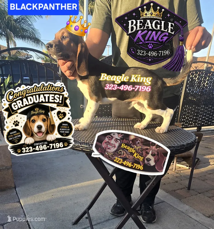 BLACK PANTHER – Beagle puppy for sale in Downey, CA