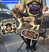 BLACK PANTHER, a female Beagle for sale in Downey, CA – 1 of 6