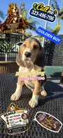GOLDEN BOY, a male Beagle for sale in Downey, CA – 6 of 8