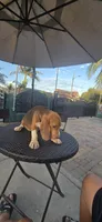 SNICKERS, a male Beagle for sale in Downey, CA – 5 of 6