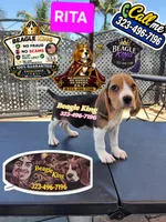 RITA, a female Beagle for sale in Downey, CA – 2 of 4