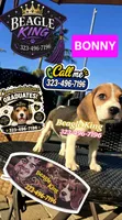 BUNNY, a female Beagle for sale in Downey, CA – 9 of 10