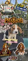 PHARAOH , a male Beagle for sale in Downey, CA – 6 of 9