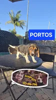 PORTHOS, a male Beagle for sale in Downey, CA – 4 of 7
