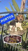 PORTHOS, a male Beagle for sale in Downey, CA – 2 of 7