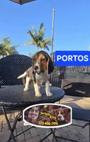 PORTHOS, a male Beagle for sale in Downey, CA – 5 of 7