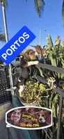 PORTHOS, a male Beagle for sale in Downey, CA – 6 of 7
