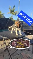 PORTHOS, a male Beagle for sale in Downey, CA – 7 of 7