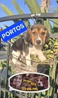 PORTHOS, a male Beagle for sale in Downey, CA – 1 of 7