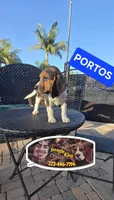 PORTHOS, a male Beagle for sale in Downey, CA – 3 of 7