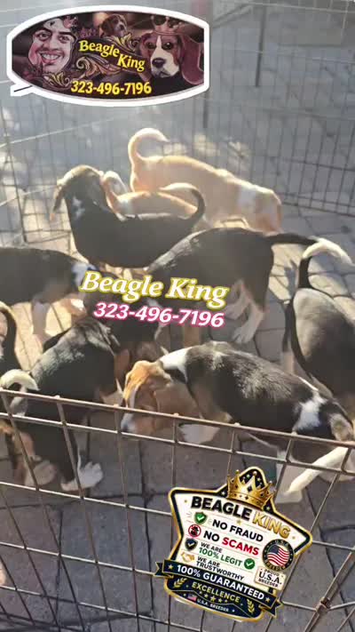 Haaland, a male Beagle for sale in Downey, CA – 9 of 9