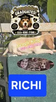RICHIE, a male Beagle for sale in Downey, CA – 4 of 8