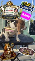 BABY, a female Beagle for sale in Downey, CA – 3 of 7
