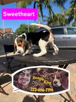 Sweetheart , a female Beagle for sale in Downey, CA – 4 of 8