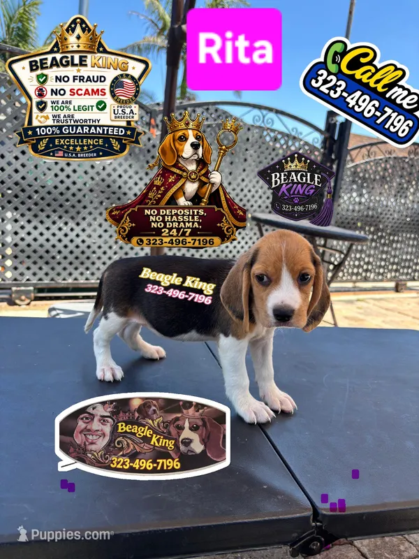 RITA – Beagle puppy for sale in Downey, CA