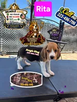 RITA, a female Beagle for sale in Downey, CA – 1 of 4