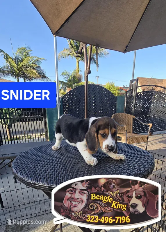 Snider – Beagle puppy for sale in Downey, CA