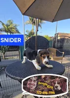 Snider, a male Beagle for sale in Downey, CA – 1 of 6