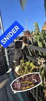 Snider, a male Beagle for sale in Downey, CA – 6 of 6