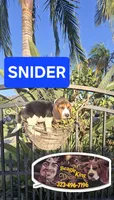 Snider, a male Beagle for sale in Downey, CA – 2 of 6