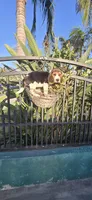 Snider, a male Beagle for sale in Downey, CA – 3 of 6