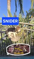 Snider, a male Beagle for sale in Downey, CA – 5 of 6
