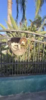 Snider, a male Beagle for sale in Downey, CA – 4 of 6