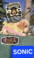 Sonic, a male Beagle for sale in Downey, CA – 2 of 5