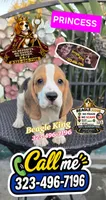 SNOOPY BOY, a male Beagle for sale in Downey, CA – 2 of 10