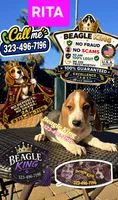 RITA, a female Beagle for sale in Downey, CA – 4 of 8