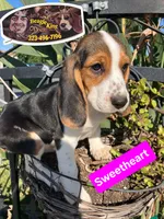 Sweetheart , a female Beagle for sale in Downey, CA – 8 of 8