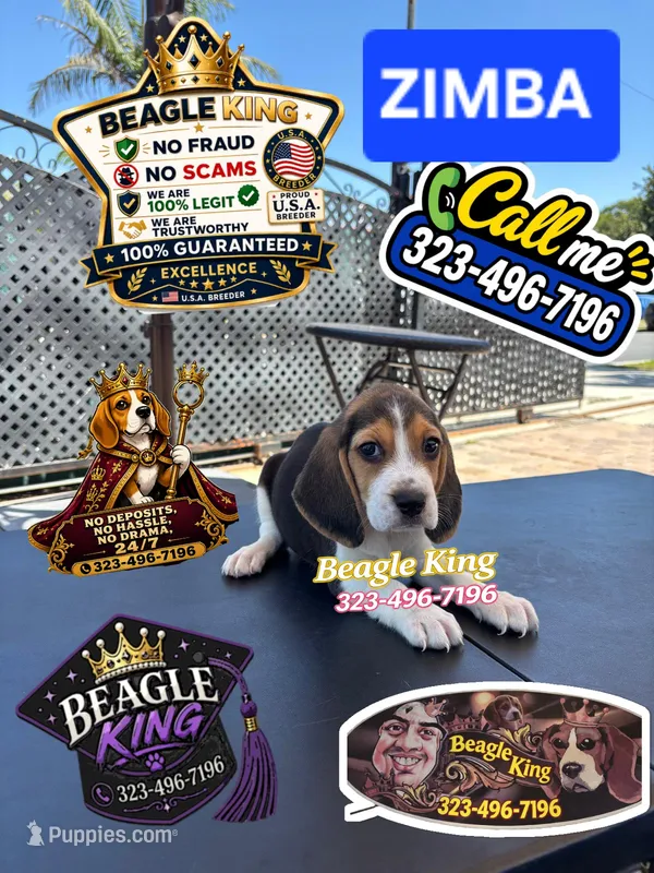 ZIMBA – Beagle puppy for sale in Downey, CA